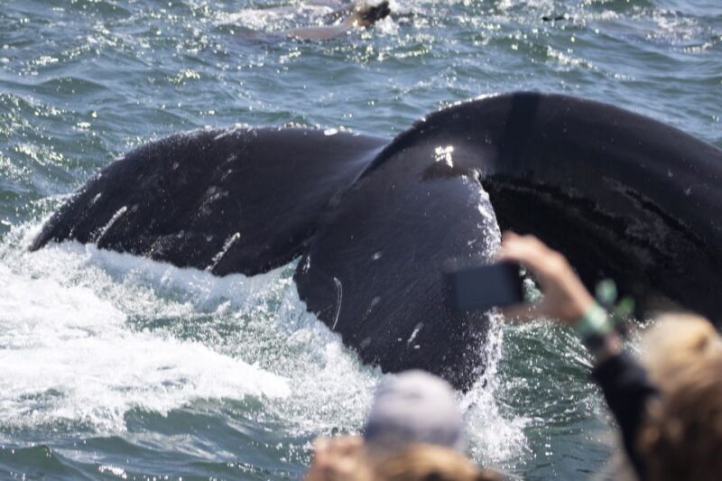 Monterey: Whale Watching Tour with A Marine Guide - The Wildlife You Can Expect to See