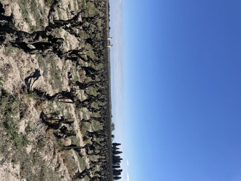 Montpellier : half day wine tour in Camargue - An Authentic Half-Day Wine Tour in the Camargue Area