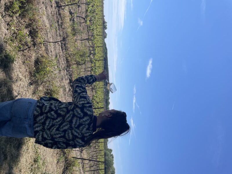 Montpellier : half day wine tour in Camargue - Exploring Europes Largest AOP Sable de Camargue Vineyard