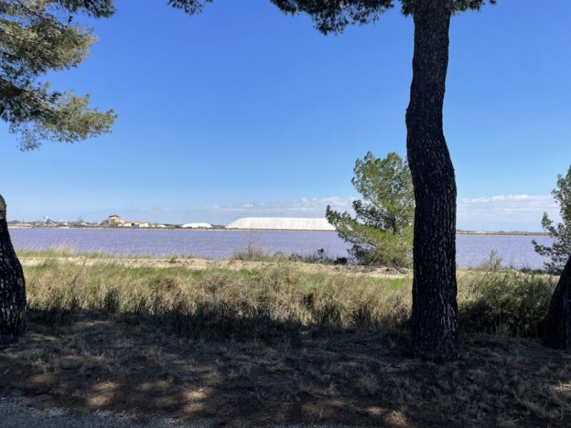 Montpellier : half day wine tour in Camargue - Value and Overall Experience