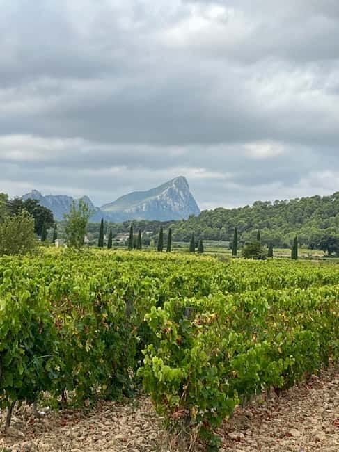 Montpellier: Pic Saint-Loup Wine Tour - Key Points