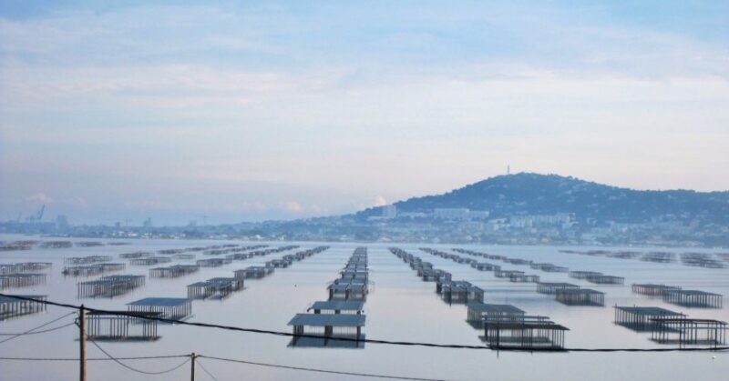 Montpellier Wine and Oyster Tour - Who Will Enjoy the Montpellier Wine and Oyster Tour?