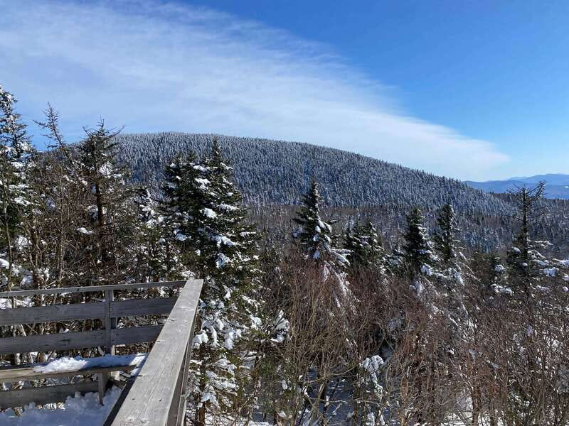 Montreal: Canadian Forest Guided Tour by Snowmobile - Wildlife Watching in the Canadian Snowy Forests