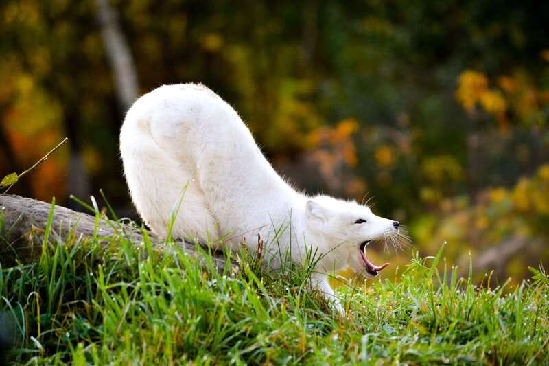 Montreal: Ecomuseum Zoo Entry Ticket - Exploring Quebec’s Regional Wildlife in a Compact Zoo