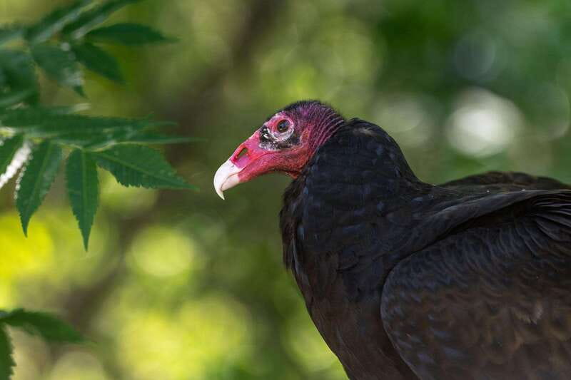 Montreal: Ecomuseum Zoo Entry Ticket - Educational Focus and Conservation Efforts