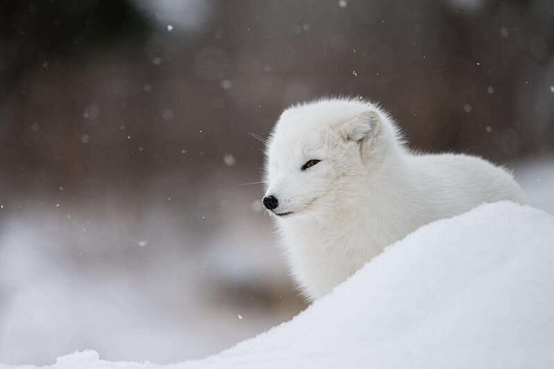 Montreal: Ecomuseum Zoo Entry Ticket - The Design of Habitats and Animal Comfort