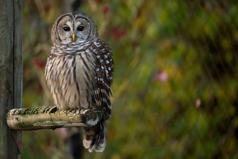 Montreal: Ecomuseum Zoo Entry Ticket - Practical Information: Parking, Accessibility, and Tips