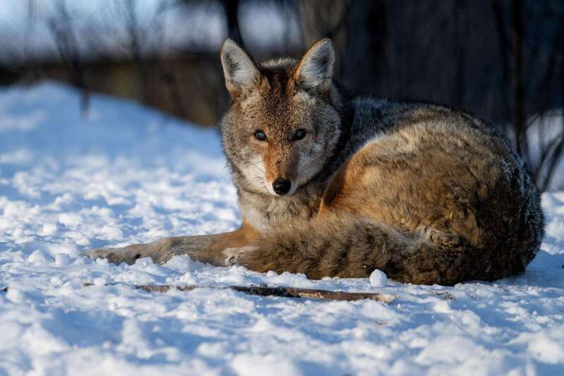 Montreal: Ecomuseum Zoo Entry Ticket - The Value of a $20 Ticket for a Focused Wildlife Experience