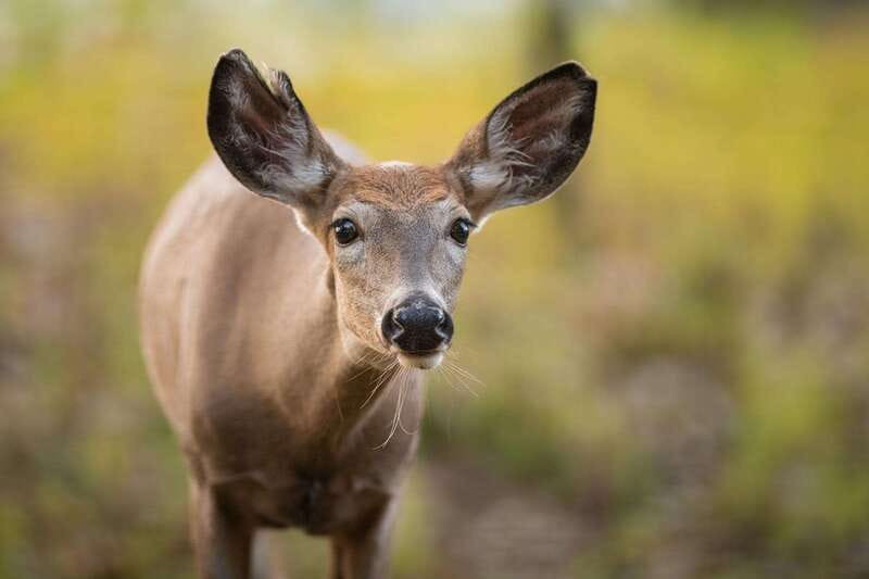 Montreal: Ecomuseum Zoo Entry Ticket - How the Tour Compares to Other Montreal Activities