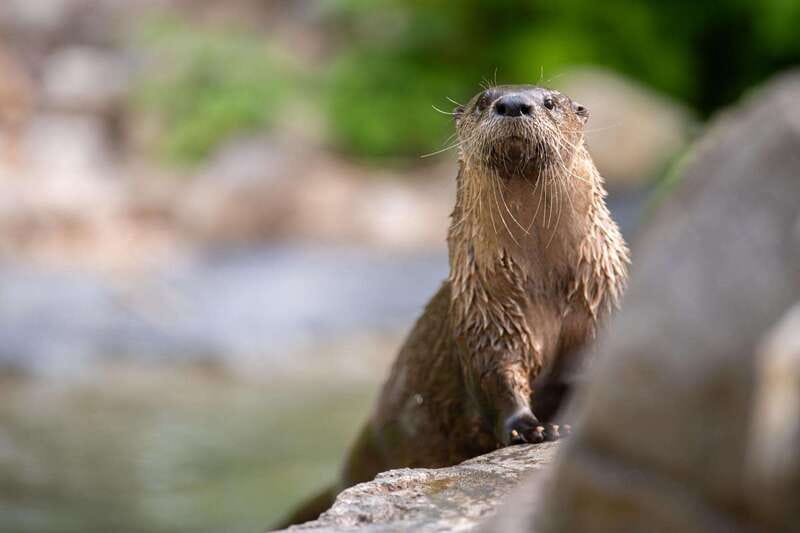 Montreal: Ecomuseum Zoo Entry Ticket - Summary for Prospective Visitors