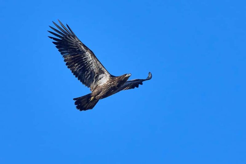 Montreal: Lachine Rapids Sightseeing Tour - The Meeting Point and Practicalities
