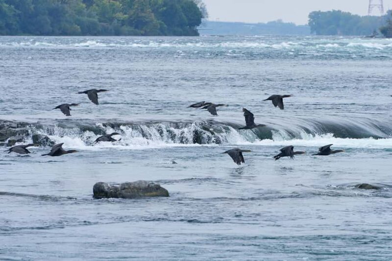 Montreal: Lachine Rapids Sightseeing Tour - Final Thoughts on the Lachine Rapids Sightseeing Experience