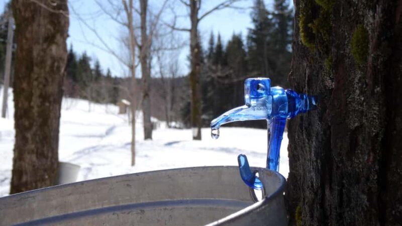 Montreal: Maple syrup talk and tasting! In French! - Practical Details: Booking, Accessibility, and Group Size