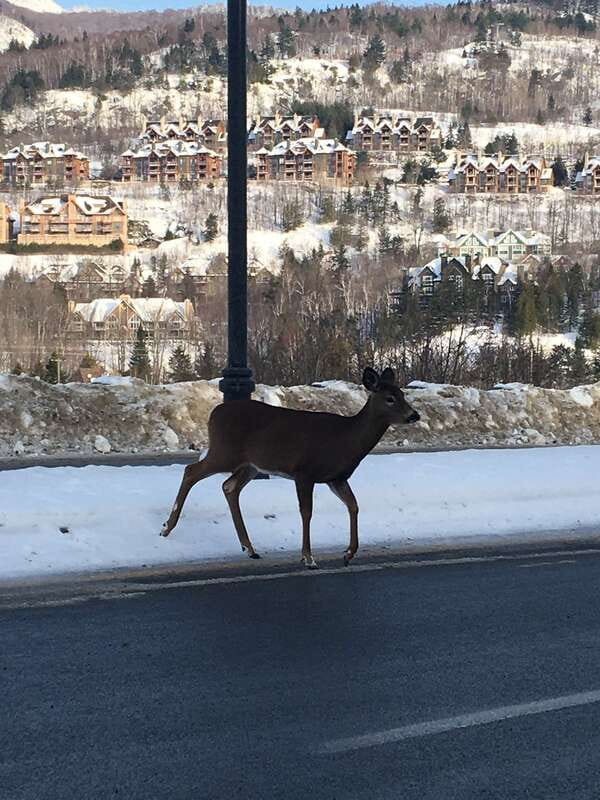 Montreal: Private Day Tour to Mont Tremblant - Comfort and Practicalities During the Tour