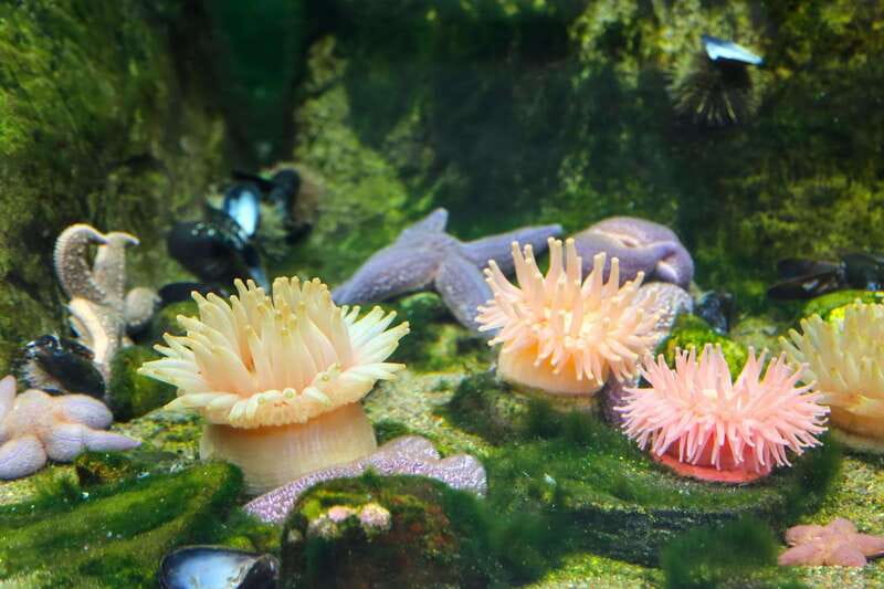 Montreal: Skip-the-line Biodome Private Tour with Tickets - Exploring the Tropical Rainforest and Its Flora and Fauna