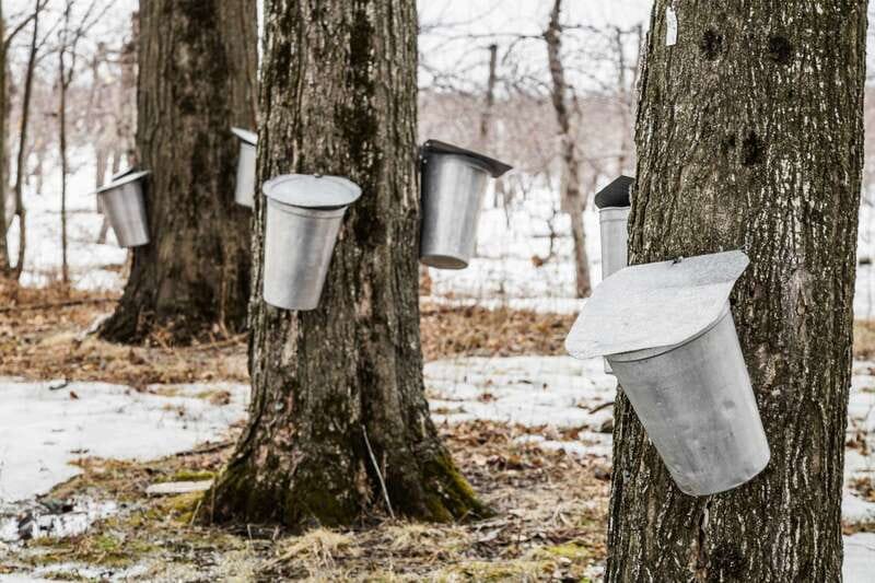 Montreal: Sugar Shack Maple Syrup Day Trip with Lunch - Is This Tour Right for You?