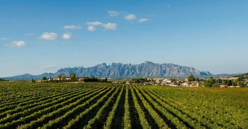 Montserrat & Cava Wineries Day Trip from Barcelona w/ Pickup - Discover Montserrats Sacred Monastery and Breathtaking Views