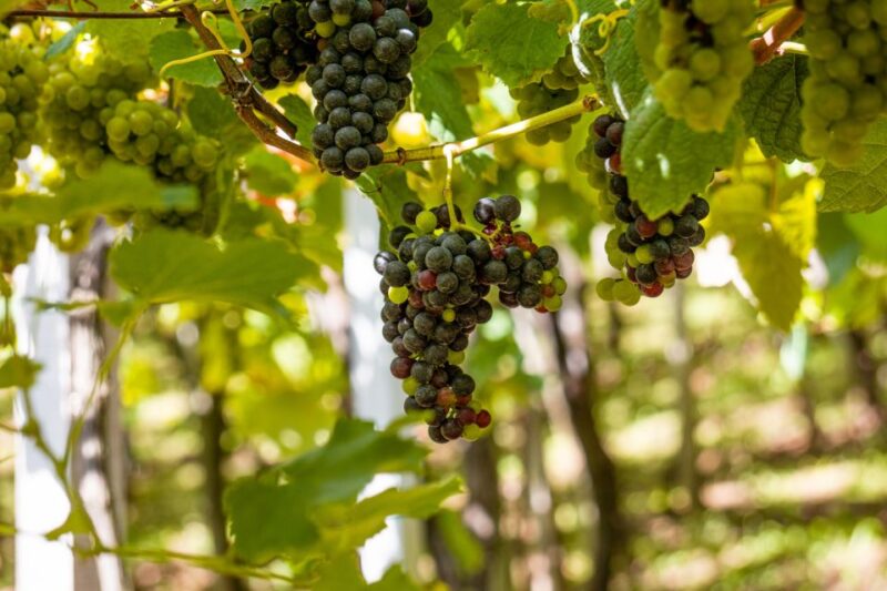 Montserrat & Cava Wineries Day Trip from Barcelona w/ Pickup - Scenic Walks Through Montserrat Natural Park