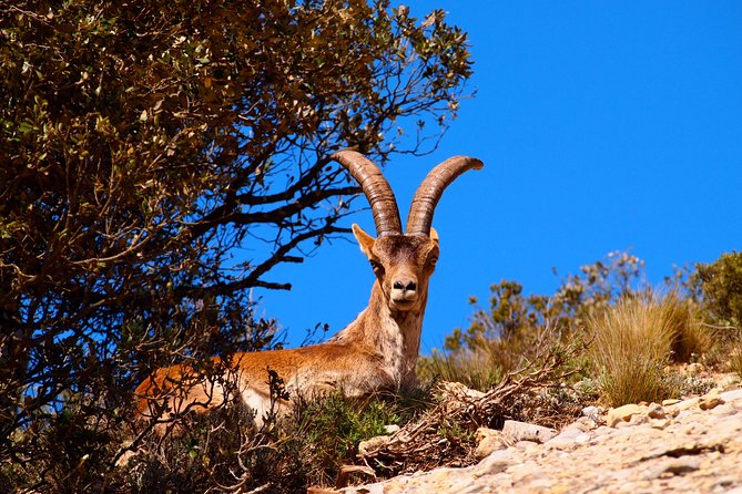 Montserrat Half Day with Cable Car and Easy Hike from Barcelona - Exploring the Montserrat Monastery and Basilica