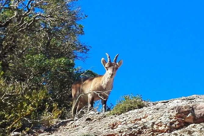 Montserrat Land of Shrines - One Day Small Group Hiking Tour from Barcelona - Lunch, Water, and Practical Details
