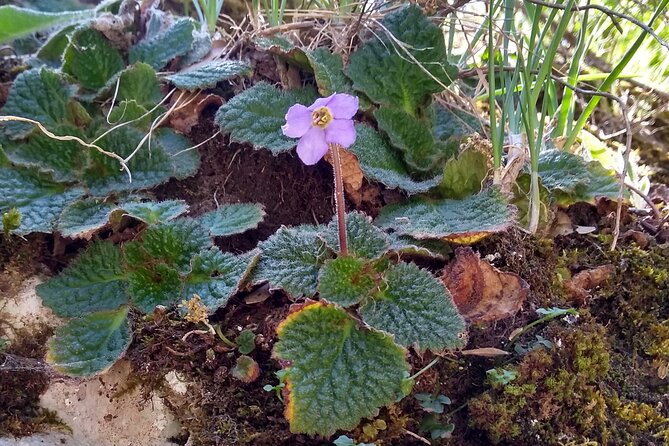 Montserrat Monastery and Hiking Experience - Personalized Experience and Flexibility of this Tour