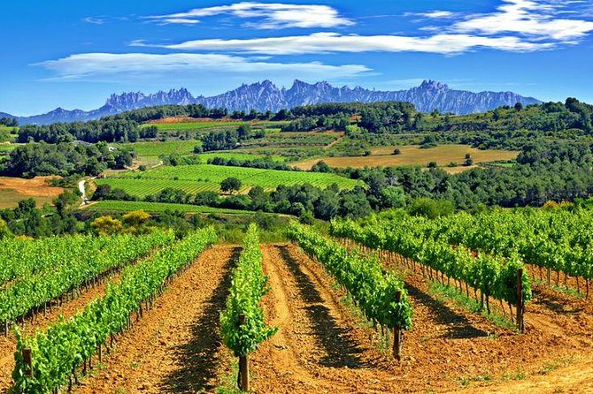 Montserrat,Vineyard, Wine Tasting Small Group Tour & Hotel Pickup - Transitioning to the Penedès Wine Region