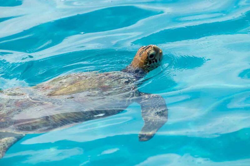 Moorea Highligts: Blue Lagoon Shore Attractions and Lookouts - Explore Moorea’s Top Attractions in a 6-Hour Tour