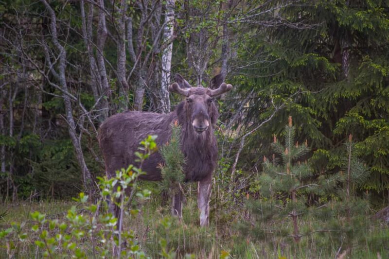 Moose safari with campfire dinner from Helsinki - Scenic Drive from Nervanderinkatu to Porkkala Peninsula
