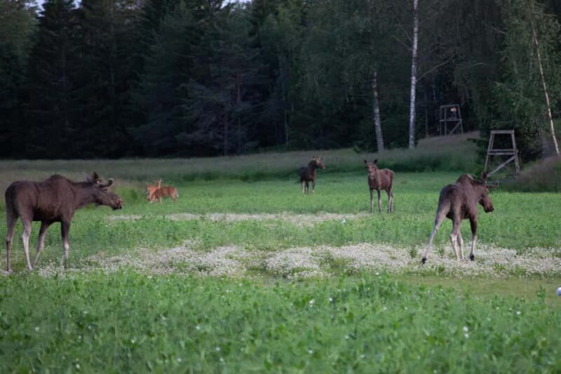 Moose safari with campfire dinner from Helsinki - Nighttime Wildlife Drive and Hotspot Stops