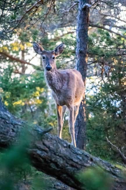 Moose safari with campfire dinner from Helsinki - Food and Beverage Highlights During the Tour