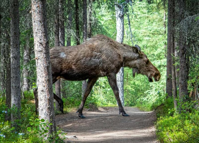 Moose safari with campfire dinner from Helsinki - Who Should Avoid This Tour
