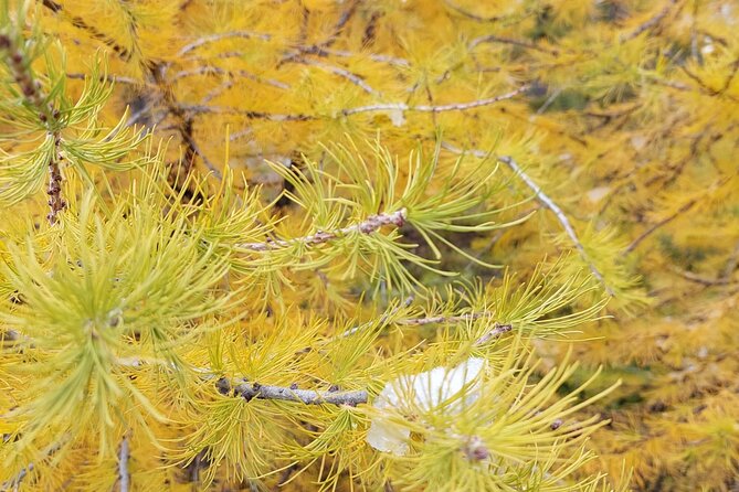 Moraine Lake: Larch Valley Hike, Departure from Banff - What’s Included in the Tour