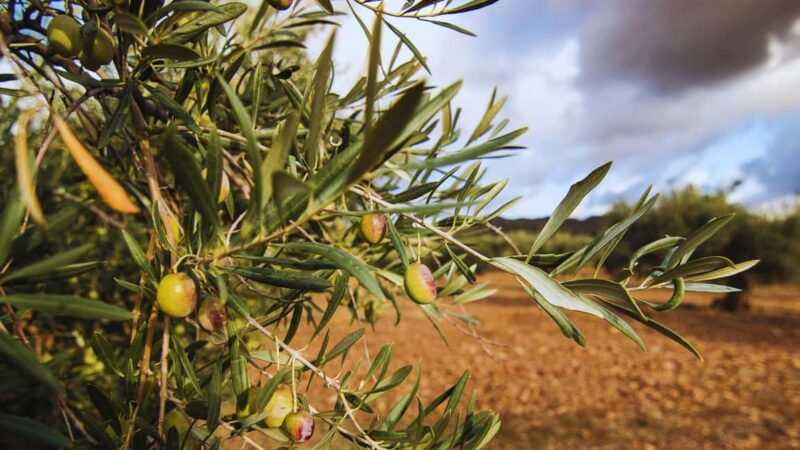 Morcone: Olive Oil Tasting and Cooking Class with Lunch - Discovering Morcone’s Olive Groves and Wild Herbs