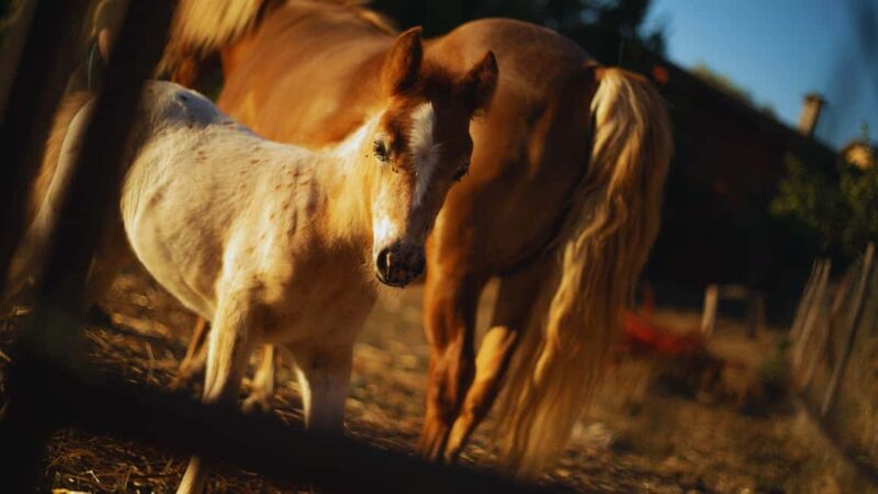 Morcone: Olive Oil Tasting and Cooking Class with Lunch - Visiting Farm Animals and Rural Life Insights