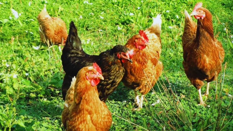 Morcone: Olive Oil Tasting and Cooking Class with Lunch - Enjoying a Traditional Italian Lunch and Receiving a Recipe