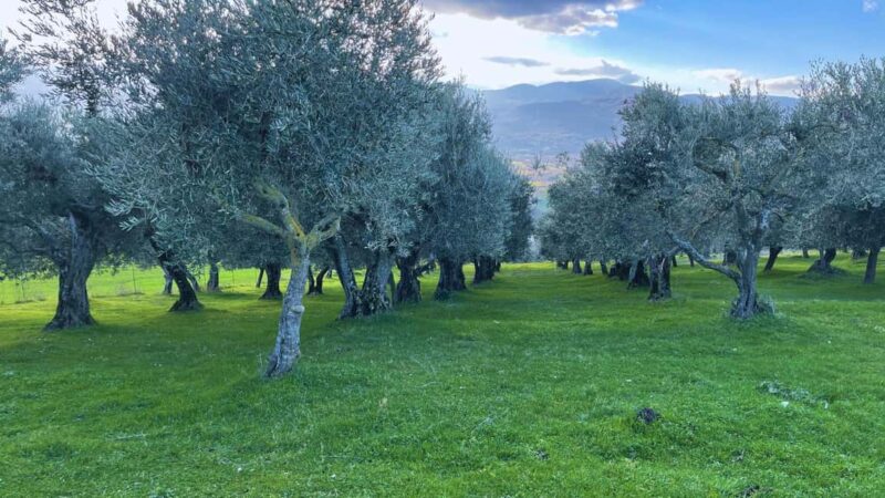 Morcone: Pasta-Making Class with Farm Tour and Lunch - Practical Details and Logistics