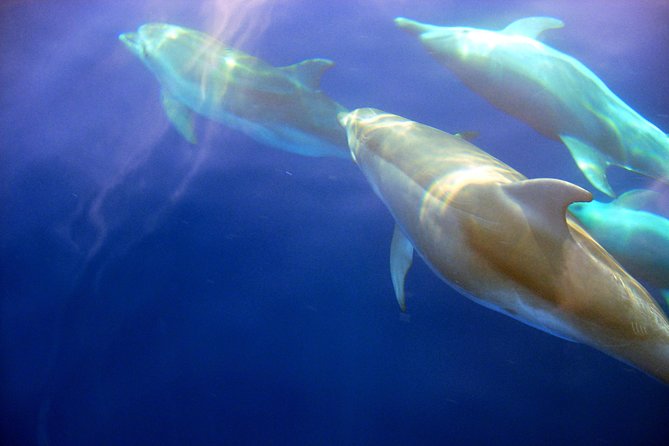 Morning Boat Tour to Cinque Terre with breakfast and brunch - Practical Details and Tour Logistics
