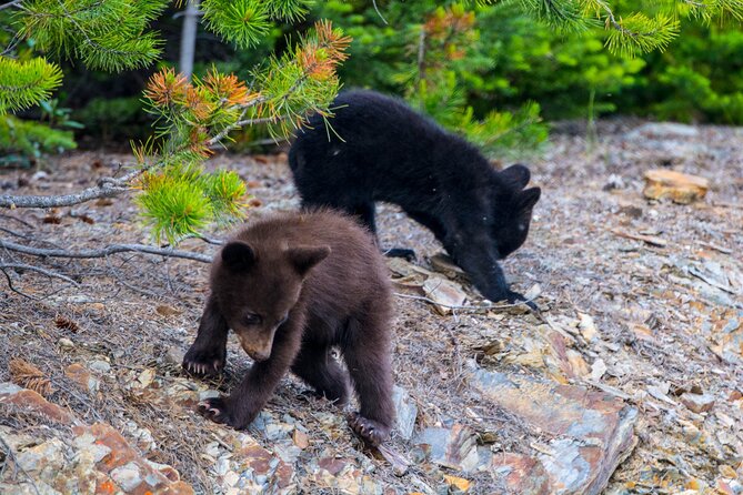 Morning Jasper National Park Wildlife Tour - The Role of the Guide in Wildlife Spotting