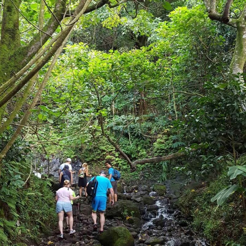 Morning or Afternoon Palehua Ridge Hike - Key Points