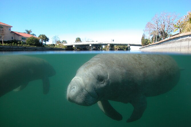 Morning Swim and Snorkel with Manatees-Guided Crystal River Tour - Crystal River Launch Point at American Pro Diving Center