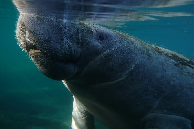 Morning Swim and Snorkel with Manatees-Guided Crystal River Tour - The Role of Certified Guides and Captain