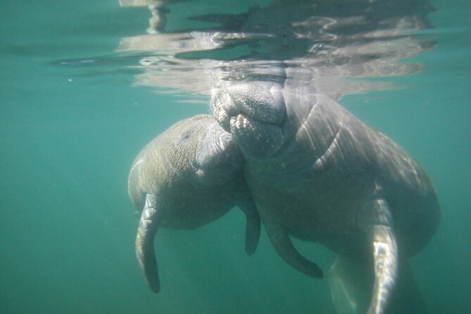 Morning Swim and Snorkel with Manatees-Guided Crystal River Tour - The Experience for Kids and Families