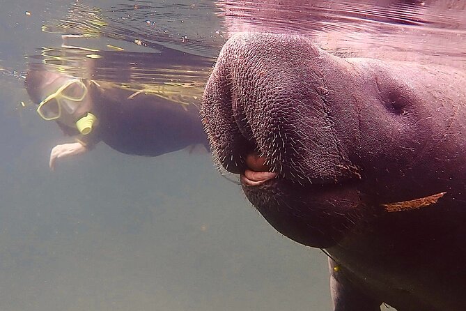 Morning Swim and Snorkel with Manatees-Guided Crystal River Tour - What Sets This Tour Apart from Other Wildlife Tours