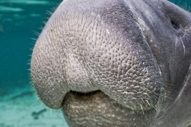 Morning Swim and Snorkel with Manatees-Guided Crystal River Tour - Potential Limitations and Considerations