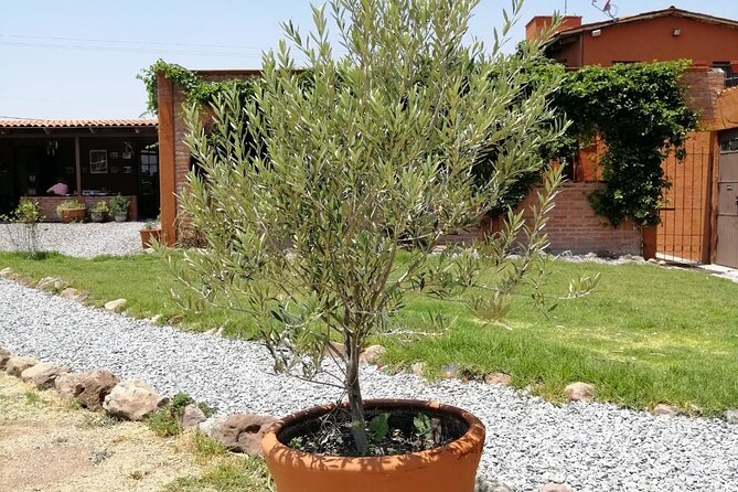 Morning Tour and Olive product tasting - Duration, Timing, and Booking Recommendations