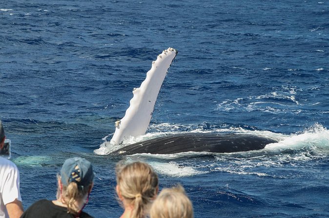 Morning Whale Watching Tour in Maui with Continental Breakfast - The Unique Experience of Whale Songs in Maui
