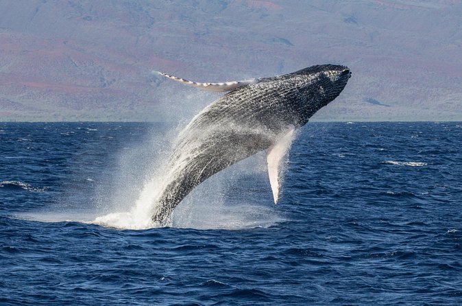 Morning Whale Watching Tour in Maui with Continental Breakfast - Flexibility and Cancelation Policies for Peace of Mind