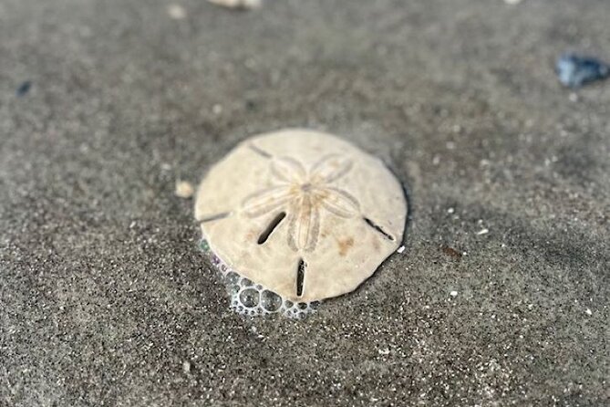 Morris Island Dolphin Cruise and Shelling Trip - Exploring Morris Island’s Beach and Coastal Ecosystem