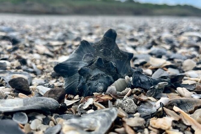 Morris Island Dolphin Cruise and Shelling Trip - Visiting the Historic Morris Island Lighthouse