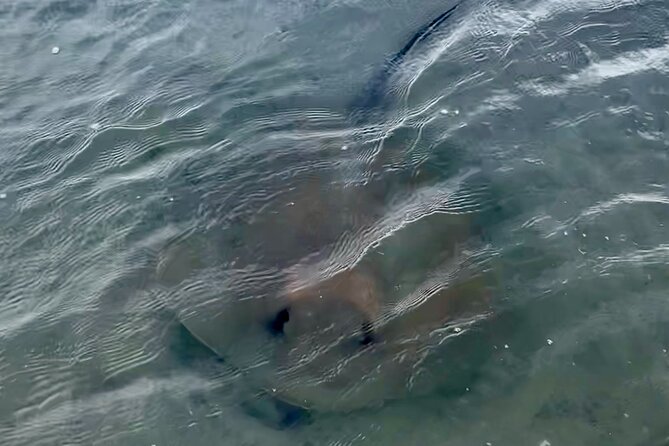 Morris Island Dolphin Cruise and Shelling Trip - Practical Details and Accessibility